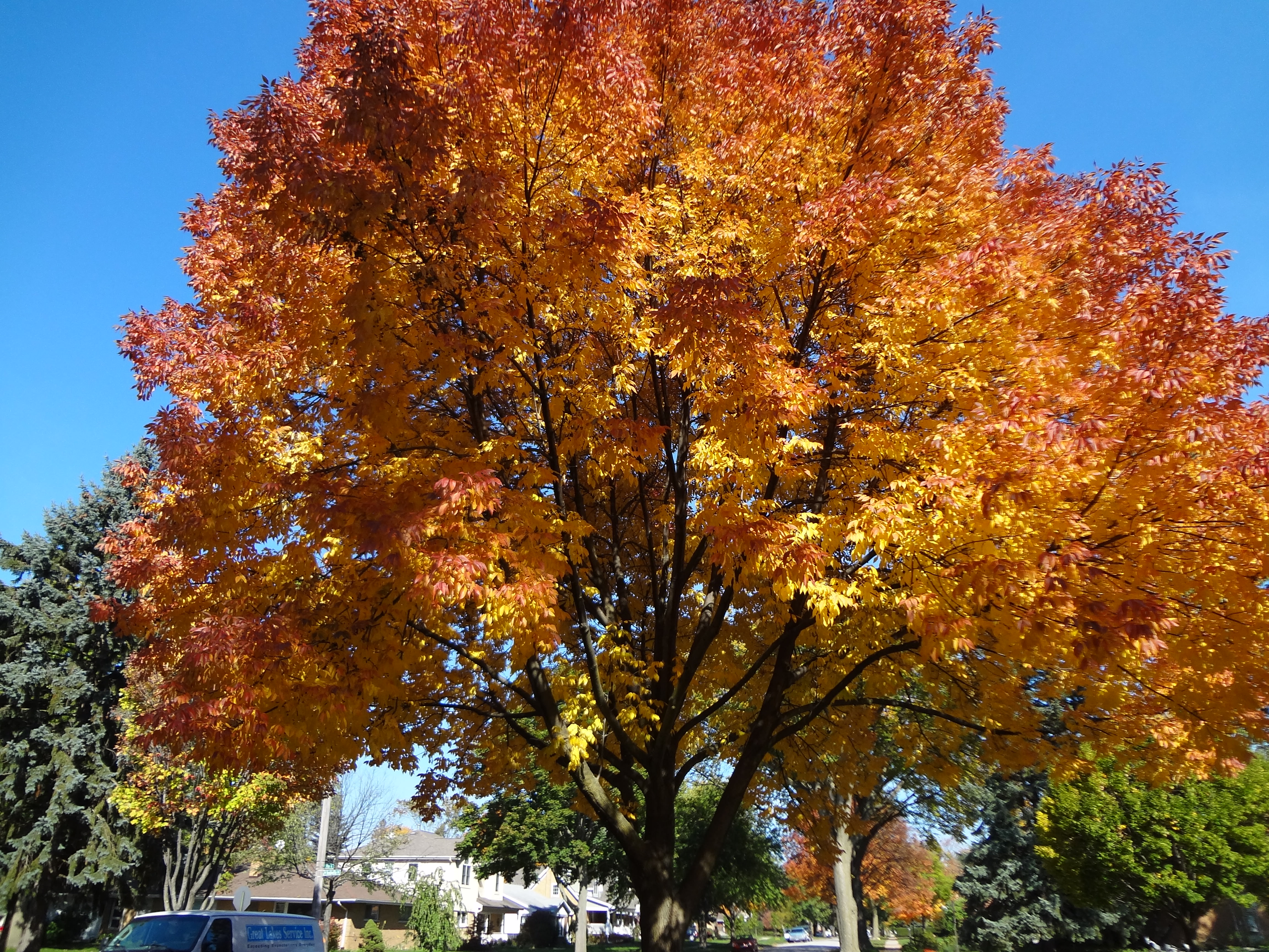 fall leaves