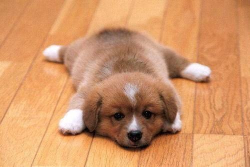 Puppy