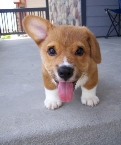 Puppy