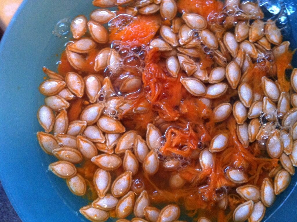 Roasting Butternut Squash - rinsing seeds