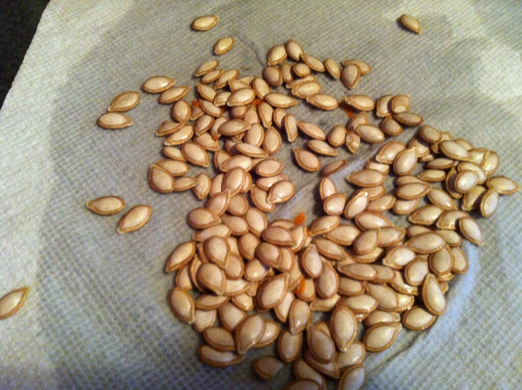 Roasting Butternut Squash - cleaned seeds