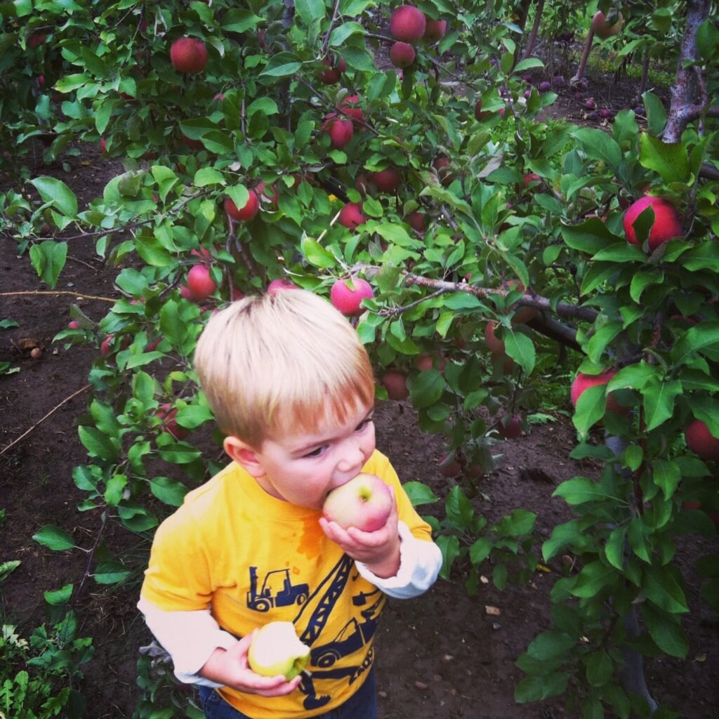 Apple picking
