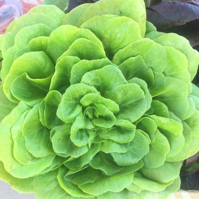 Fresh head of Butter Lettuce