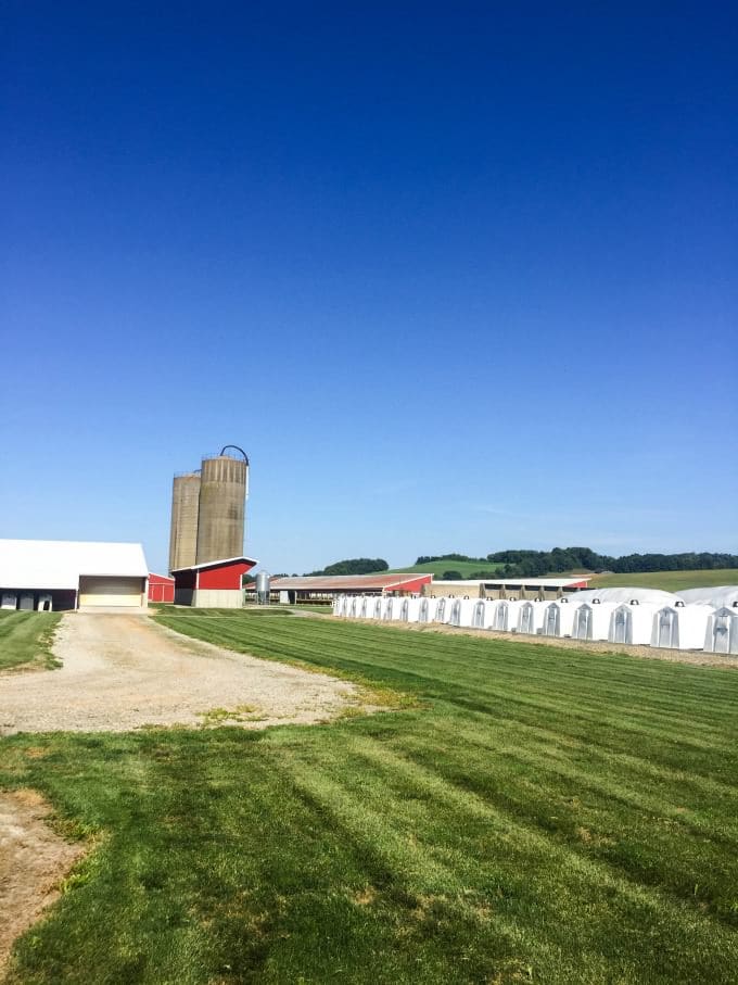 Dairy Farm
