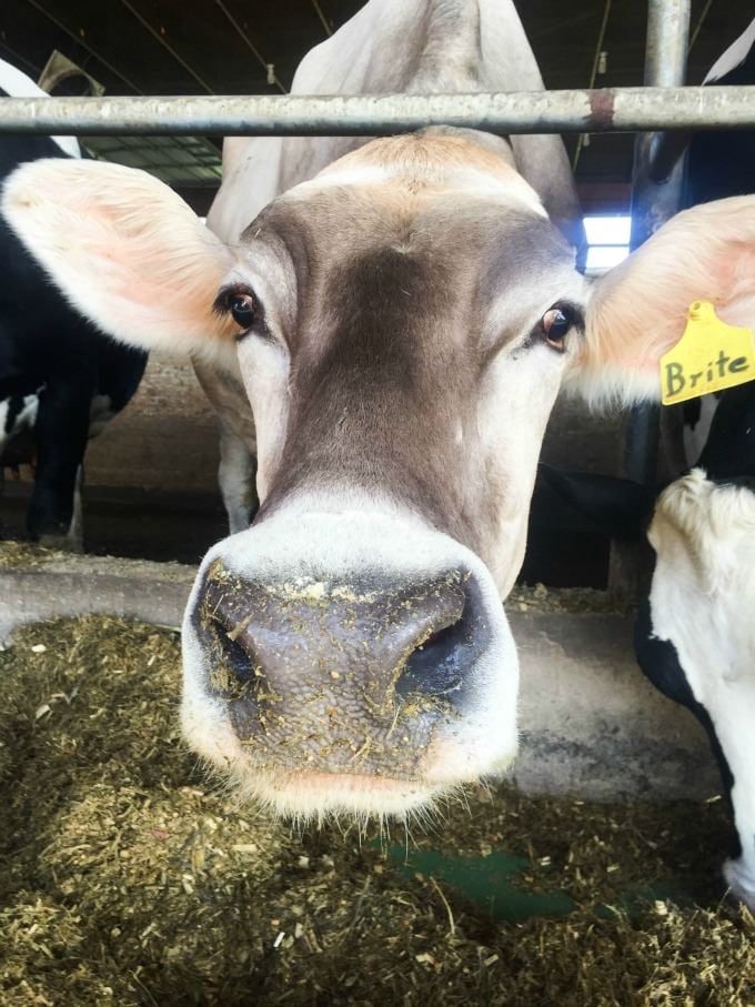 A day with Ohio Dairy Farmers. Learning all about the dairy production in Ohio!