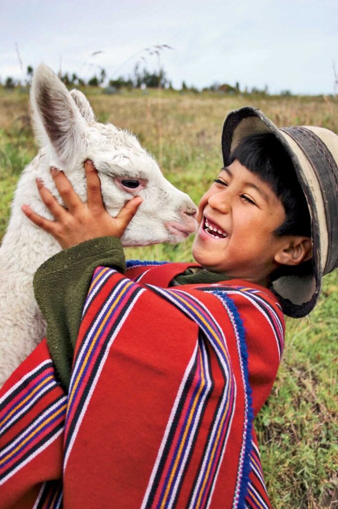 These alpacas are part of a project for the improvement of the p·ramo, in the zone of Guangaje. Unlike other animals, the alpacas do not destroy the p·ramo. The children who appear are sponsored and participated in the PujilÌ Guangaje ADP in Cotopaxi province. No story or summary available. Latin America digital color vertical